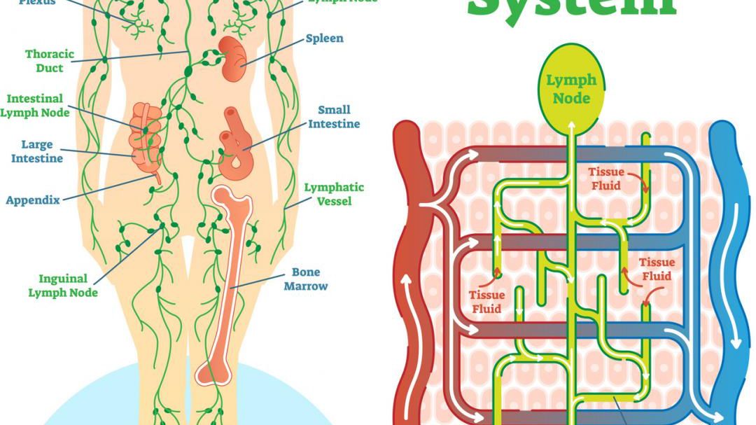 Układ limfatyczny to rozbudowana sieć naczyń, będąca częścią układu odpornościowego