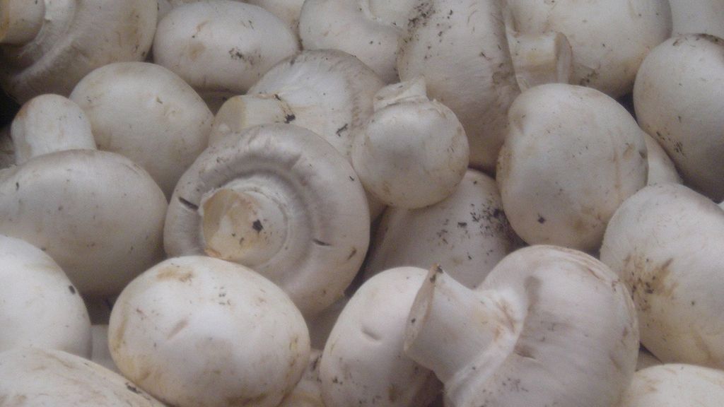 Surowe pieczarki naświetlane światłem UV