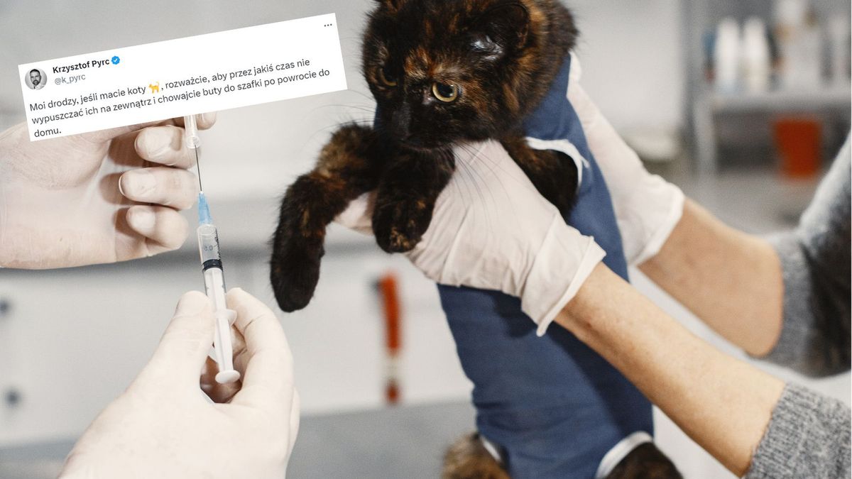 Wterynarze nie mają wątpliwości. Koty atakuje groźny wirus grypy