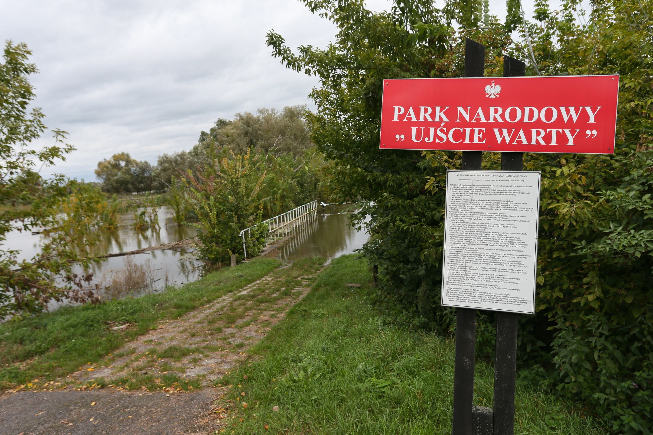 Kostrzyn nad Odrą, 26.09.2024. Wody Odry zalewają Park Narodowy ?Ujście Warty? w Kostrzynie nad Odrą, 26 bm. który jest naturalnym terenem zalewowym o gigantycznej pojemności szacowanej na 150-200 mln metrów sześciennych wody.(ad) PAP/Lech Muszyński