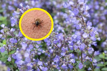 Zasadź w ogrodzie w kwietniu. Latem zapomnisz o kleszczach