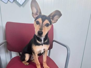 Edie potrzebuje operacji. Zbiórka na ratowanie życia psa ze schroniska