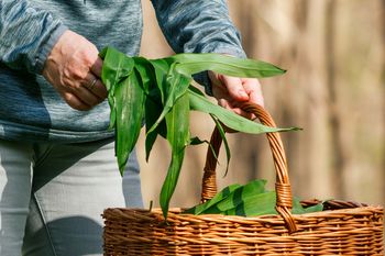 Wiosną jest hitem. Ale za zbieranie można dostać nawet 5 tys. złotych kary, a mało kto o tym wie