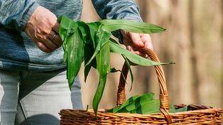 Wiosną jest hitem. Ale za zbieranie można dostać nawet 5 tys. złotych kary, a mało kto o tym wie