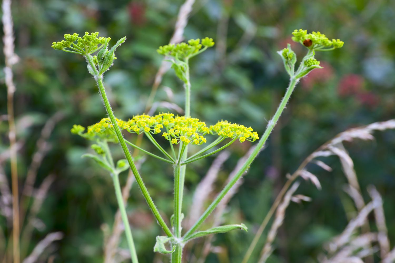 Za zagadkowym poparzeniem stoi powszechna roślina
