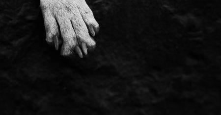 Warszawa. Akt oskarżenia przeciwko 62-latkowi, który celowo rozjechał psa na oczach właściciela