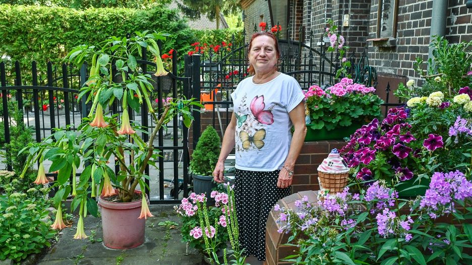 W ogrodzie pani Marii Nowickiej przy ulicy Świetlicowej w bydgoskim Łęgnowie nie brakuje begonii, surfinii i pelargonii. Ogrodniczka najbardziej dumna jest jednak z wysokich, dwumetrowych bagiennic