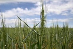 Chorwacja na odsiecz Ukrainie. Rosjanie mogą sobie blokować