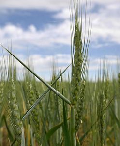 Chorwacja na odsiecz Ukrainie. Rosjanie mogą sobie blokować