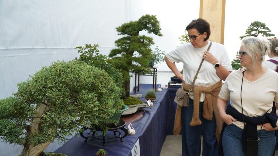 Na wystawie można było obejrzeć najpiękniejsze okazy bonsai
