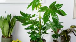 Fatsia japonica. Niezwykła roślina w twoim mieszkaniu