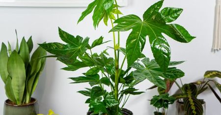 Fatsia japonica. Niezwykły krzew w twoim mieszkaniu