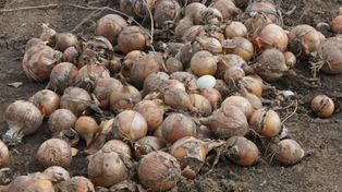 Marża dla rolnika – dlaczego plantatorom zostają tylko ochłapy?