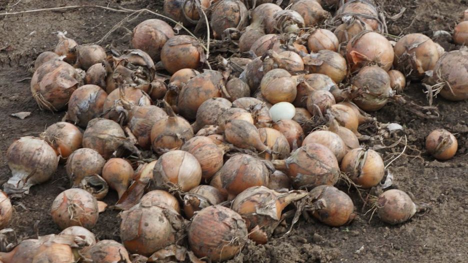 Marża dla rolnika – dlaczego plantatorom zostają tylko ochłapy?
