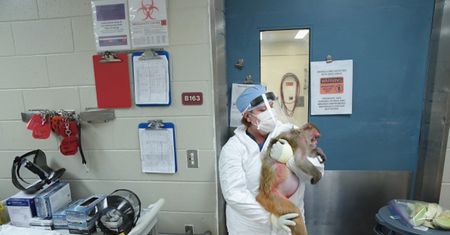 NASA pracowała z małpami. Wszystkie 27 zginęło tego samego dnia