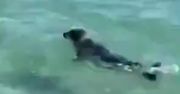 Bili kijem i obrzucili kamieniami fokę. Szokujące nagranie wideo w sieci