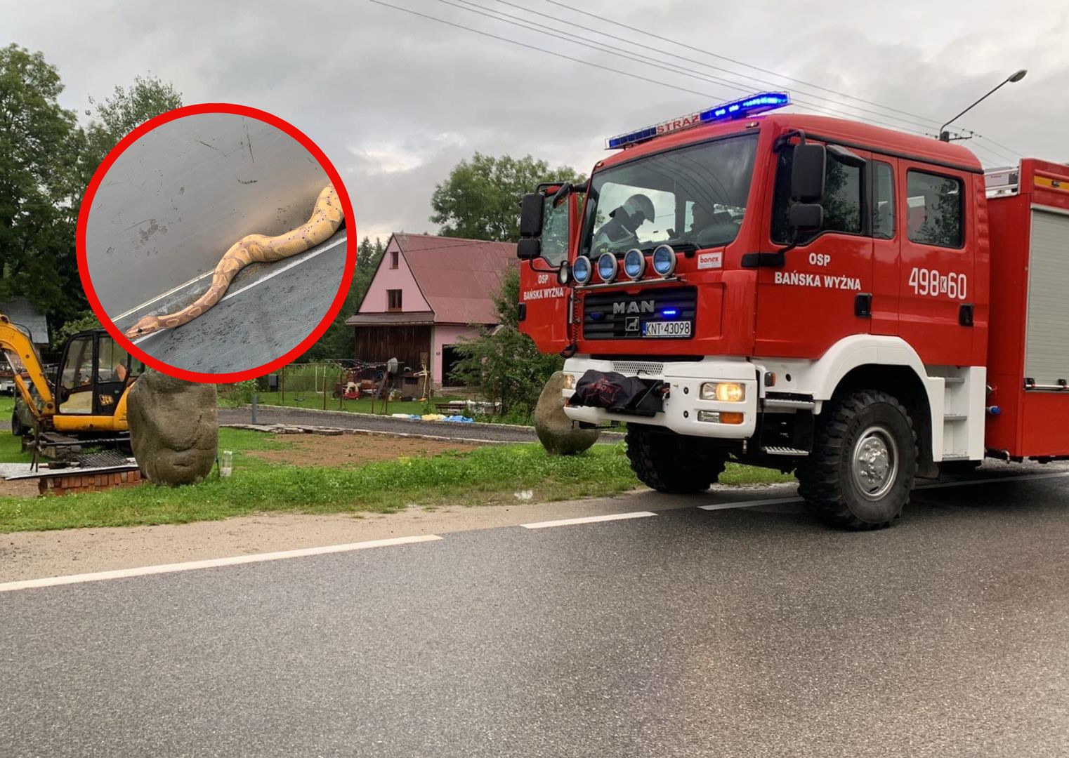 Gad na prywatnej posesji. "Zostaliśmy zadysponowani do nietypowego zdarzenia"