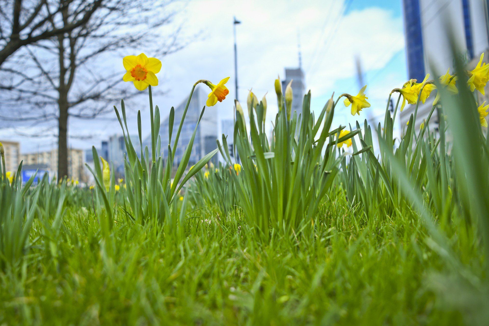 Kwiaty w Warszawie za darmo