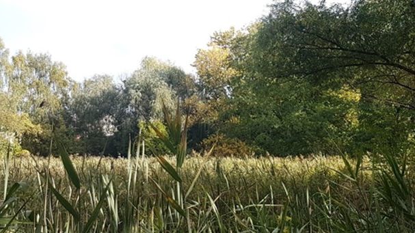 Zarośla obok stawu przy ulicy Poznańskiej 