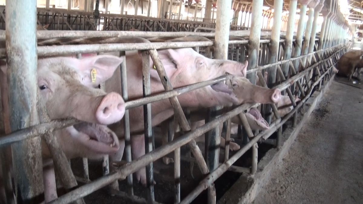 Zakaz hodowli klatkowej zwierząt jest bliski. To kwestia kwartału.