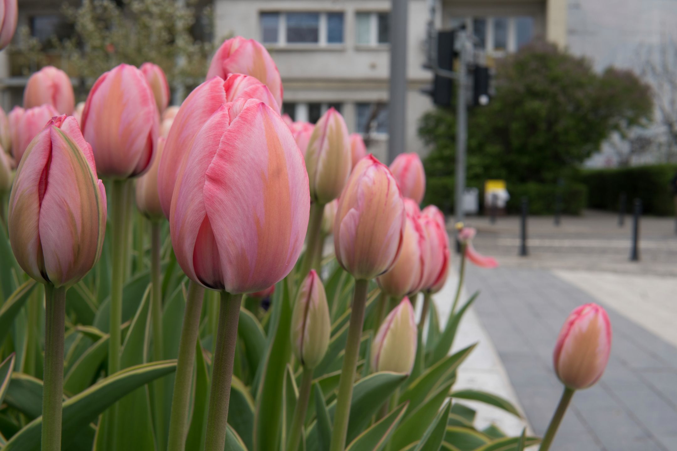 Sigma 30 mm f/1.4 DC DN - recenzja jasnego obiektywu stworzonego z myślą o bezlusterkowcach 19