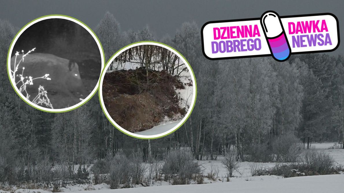 Dzik znalazł spiżarnię myszy 