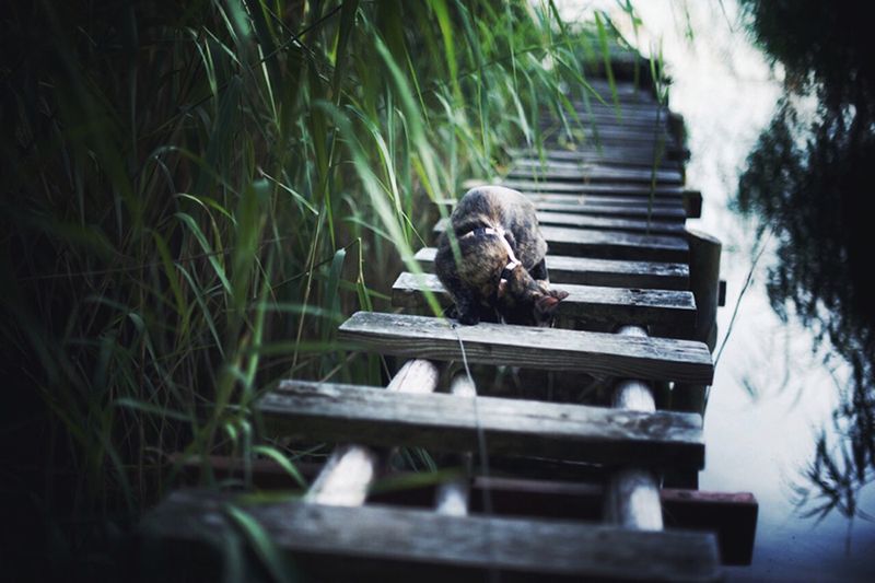 „Cat Effect", czyli cztery pory kota 19