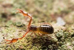 Polskie "skorpiony" budzą przerażenie. Żyją w lasach i w domach