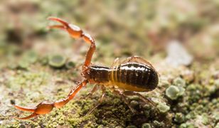 Polskie "skorpiony" budzą przerażenie. Żyją w lasach i w domach