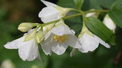 Jaśminowiec - uprawa, wygląd i odmiany