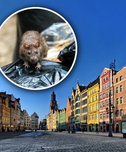 Plaga szczurów w polskim mieście. "Wieczorem nie da się wyjść"