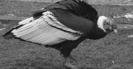 Chorzów. Śląski Ogród Zoologiczny w żałobie. Smutny początek tygodnia