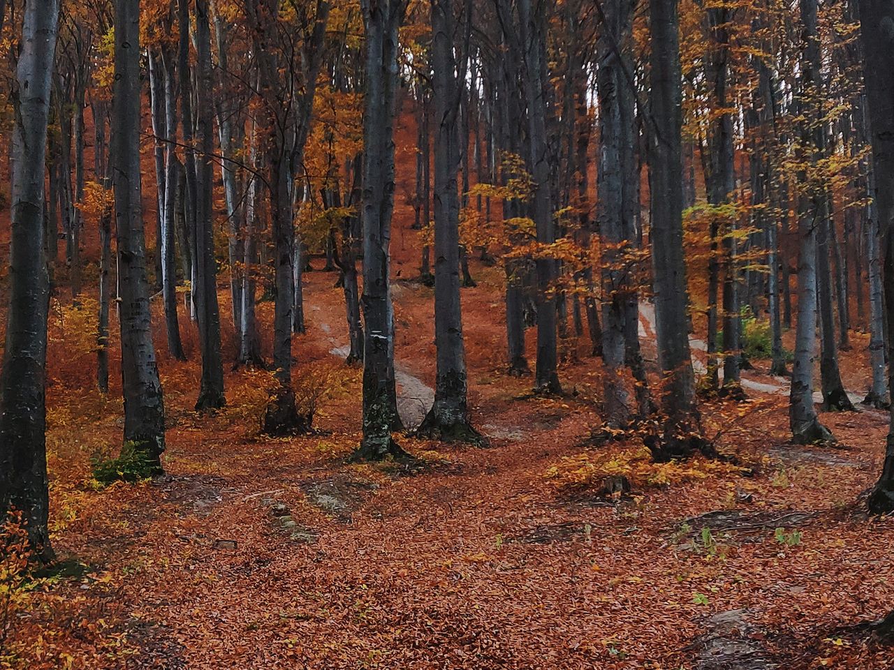 Wielkopolska. Podczas spaceru w lesie zauważył na drzewie niewybuch