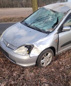 Śmiertelnie potrąciła konia. Mandat dla właściciela