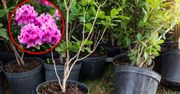 Kiedy sadzić rododendrony? Wielu robi to w nieodpowiednim terminie