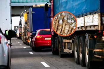 50 tys. kg spleśniałego chrzanu. Odrażające odkrycie służb