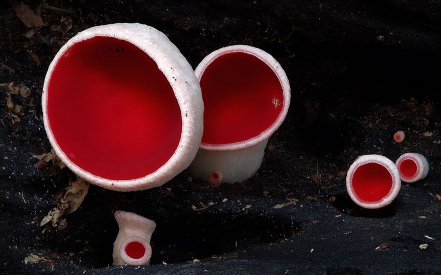 Magiczny świat australijskich grzybków sfotografowany przez Steve'a Axforda 27