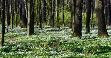 Co z prywatyzacją lasów? Nieoczekiwany zwrot ws. kontrowersyjnej ustawy