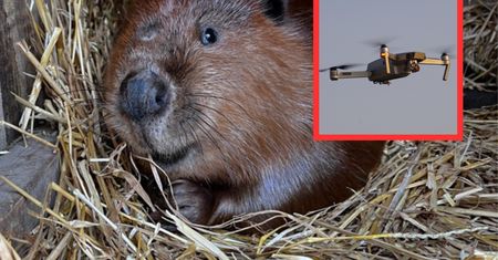 W stanie Nowy Jork poderwali drony. Poszukują dwuletniego Kalafiora
