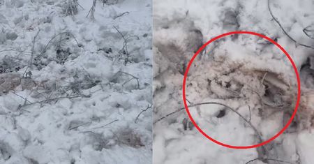 Stratowany śnieg, czerwone plamy. Leśniczy wyjaśnia, co się stało