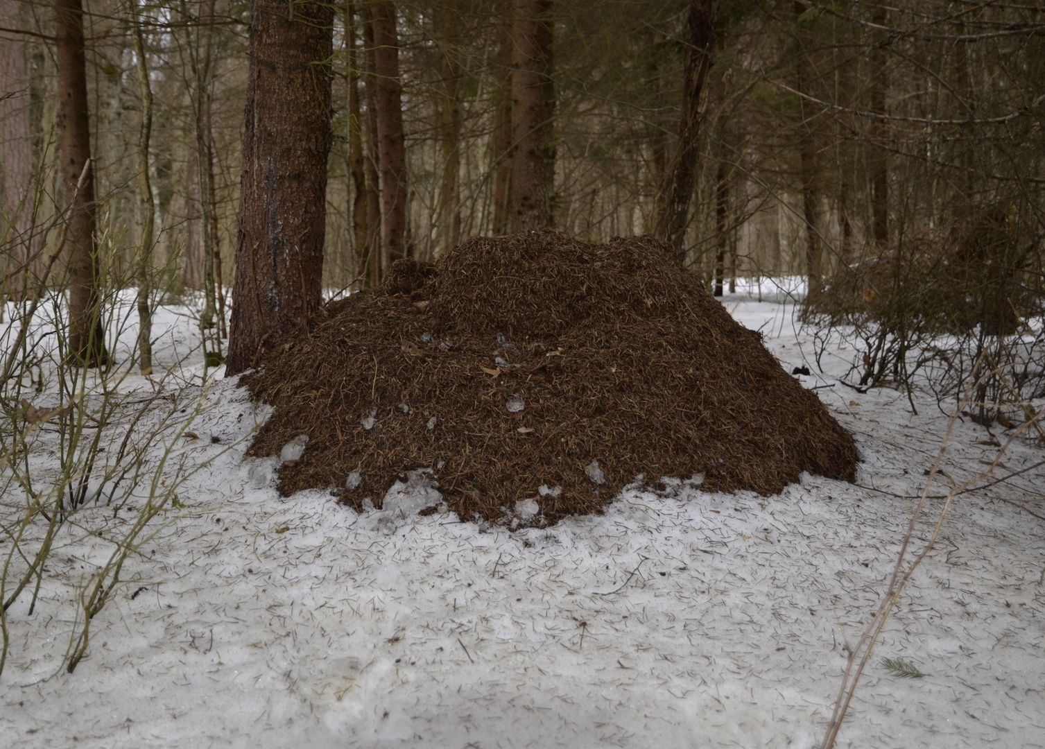 Zdjęcie z białowieskiego lasu. Nie uwierzysz, co to jest