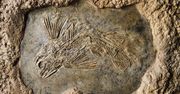 Latimeria. Prehistoryczna ryba, u której właśnie wykryto coś zaskakującego
