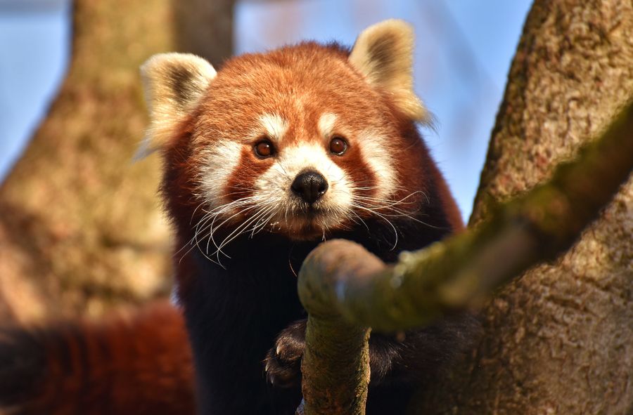 smierć pand małych w ZOO Wrocław