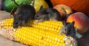 Śmiercionośny hantawirus – choroba, która zabiła żonę Gene’a Hackmana