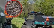 Turysta znalazł je w lesie. Do akcji wkroczyli saperzy