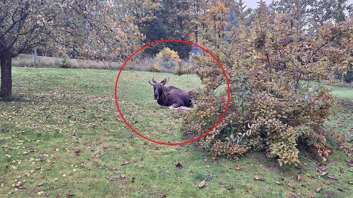 Czeska policja pokazała zdjęcia łosia-złodzieja