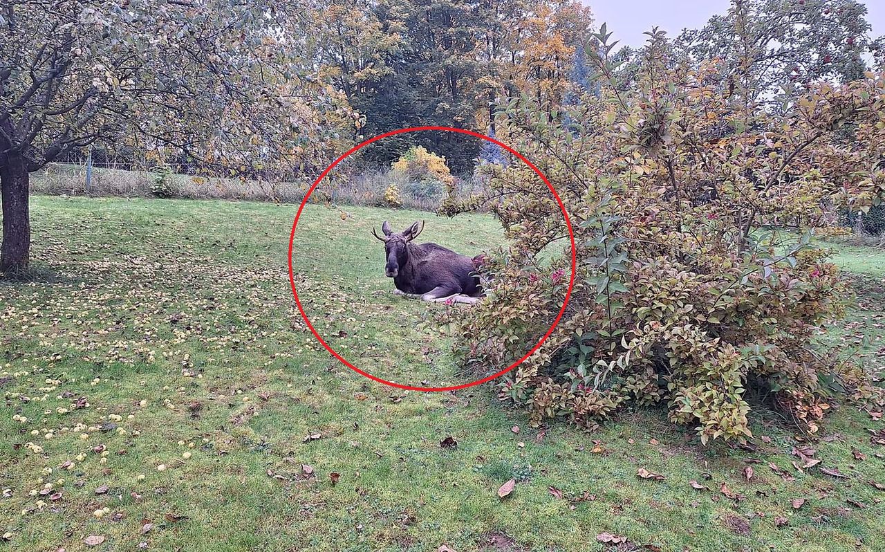 Nietypowy pościg w Czechach. Tak zachował się łoś Emil