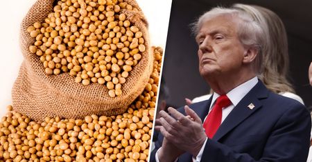 Chiny bojkotują amerykańską soję. Farmerzy mają problem