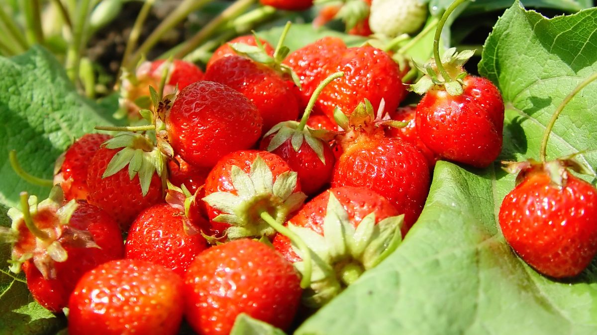 Jadalne są nie tylko truskawki