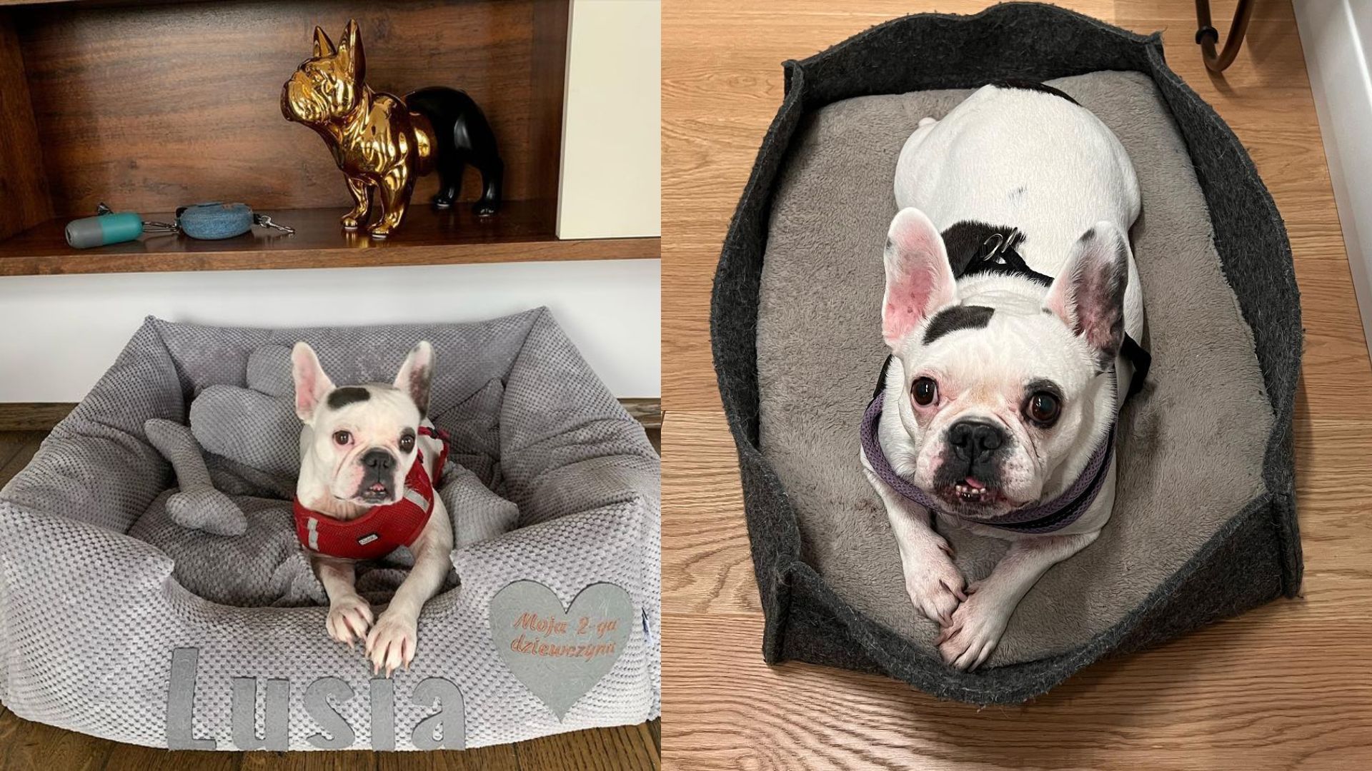 Jak mieszka Olga Bołądź? 